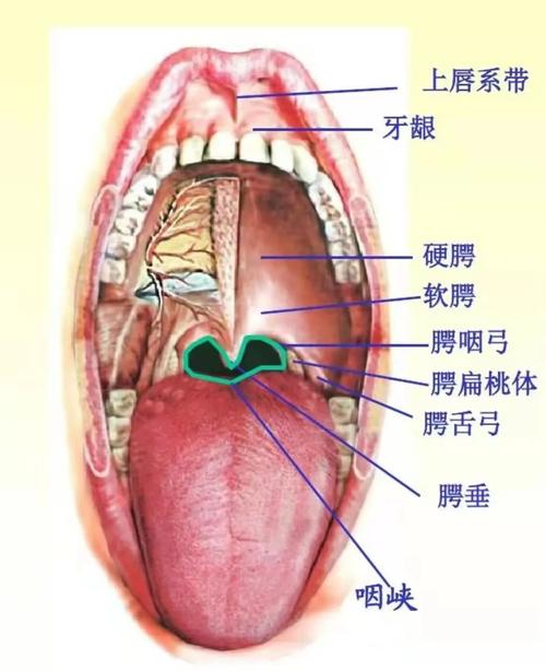 新澳门2025今晚开什么和舌根和牙龈被缝一起与舌根和牙龈被缝一起怎么办