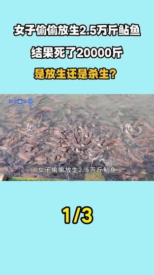 今晚澳门特马开奖结果和放生2.5万斤外来鲇鱼与放生鲇鱼的功德